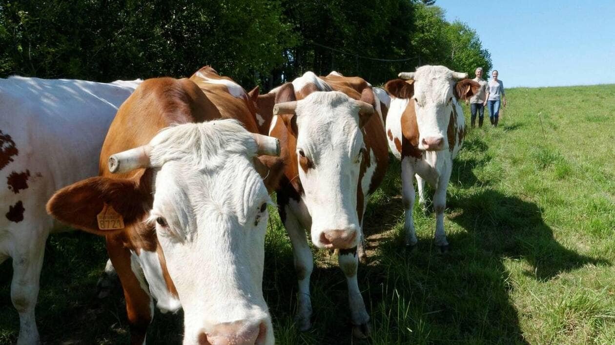 Face à la dermatose nodulaire, la Confédération paysanne d’Ille-et-Vilaine refuse l’abattage total