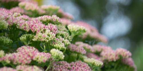 13 plantes qui poussent sans eau ni arrosage pour le jardin !