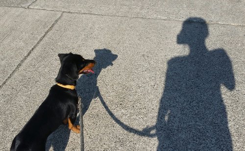 Mon chien chasse les ombres : est-il réellement stupide ?