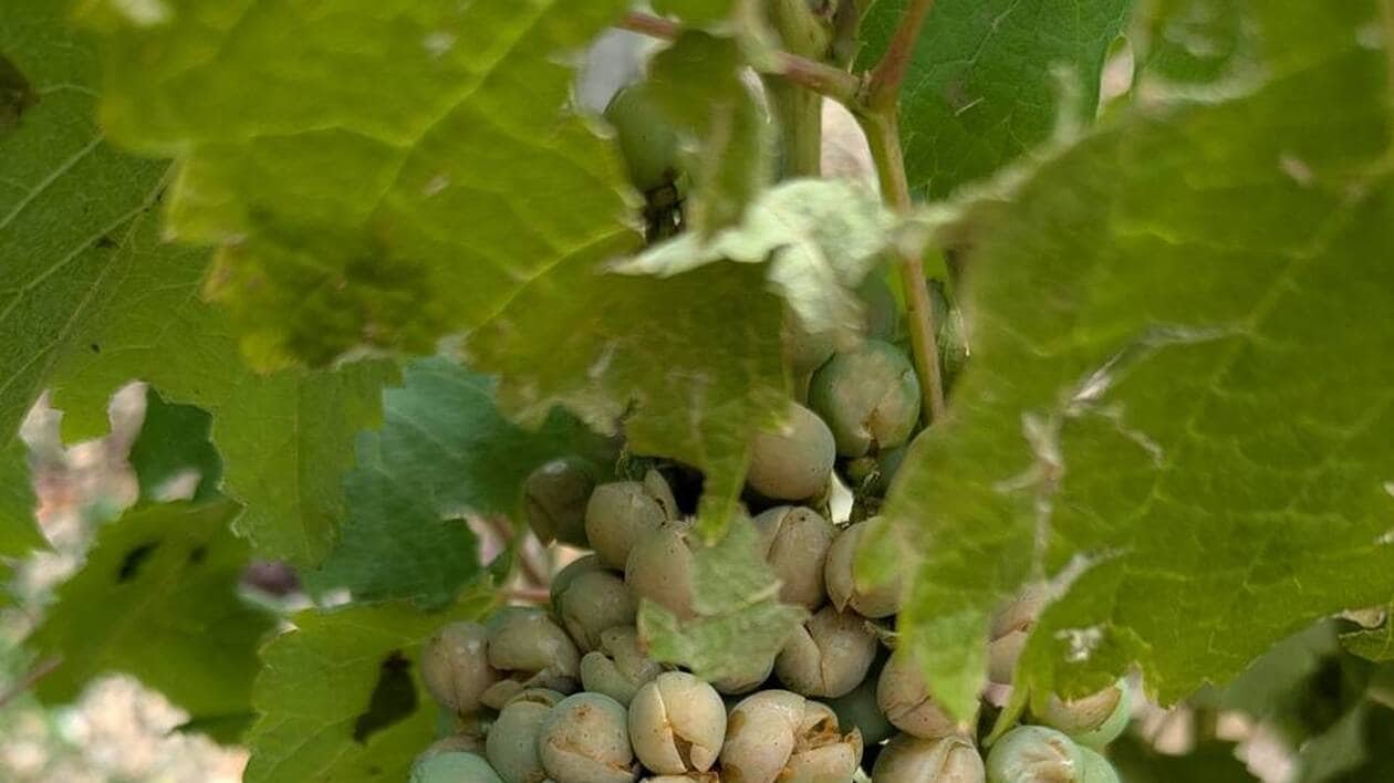« Le cœur du jasnières a été frappé »: la grêle a fait des dégâts dans plusieurs vignes de la Sarthe