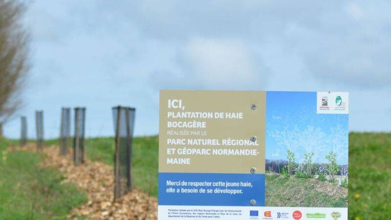 Plantation de haies sur le territoire du Parc Normandie-Maine : jusqu’au 20 juin pour postuler