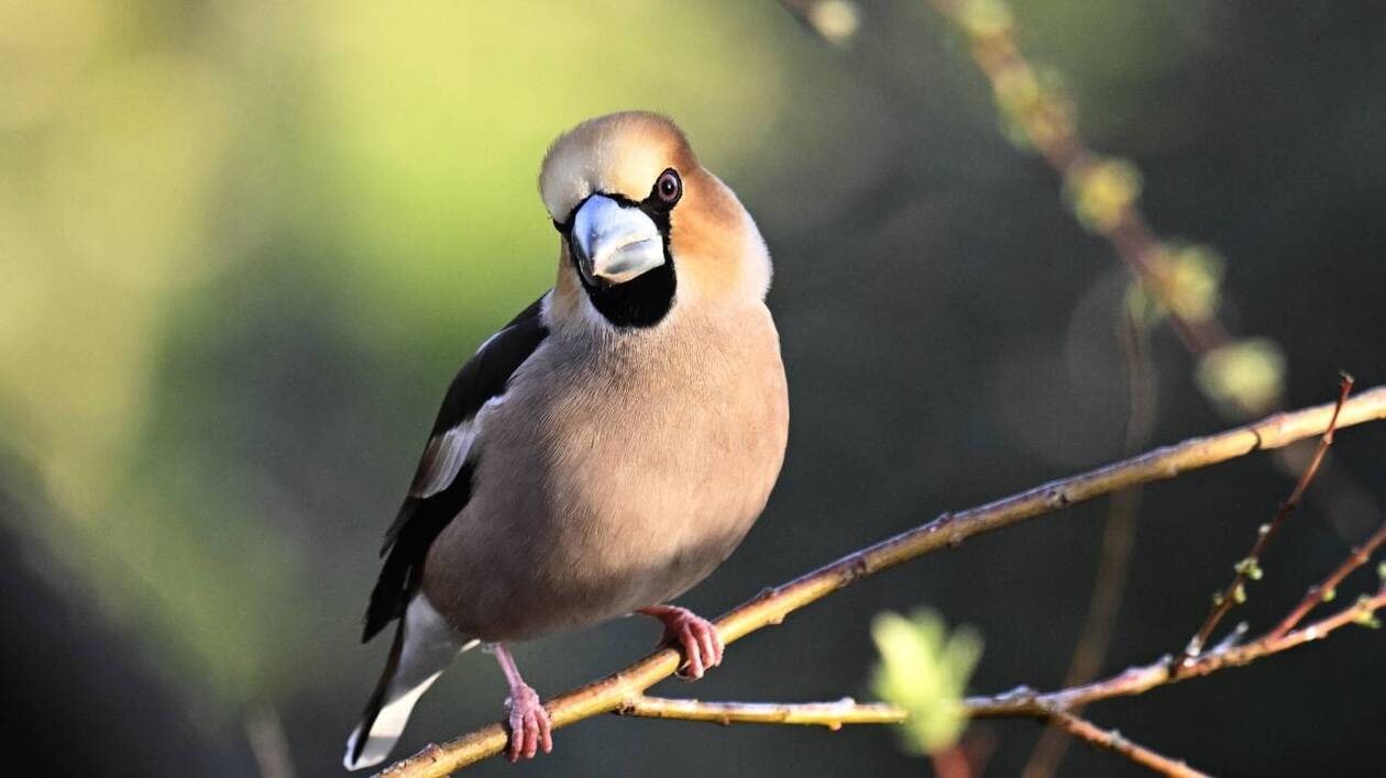 Biodiversité. « Vingt millions d’oiseaux disparaissent en moyenne chaque année en Europe »