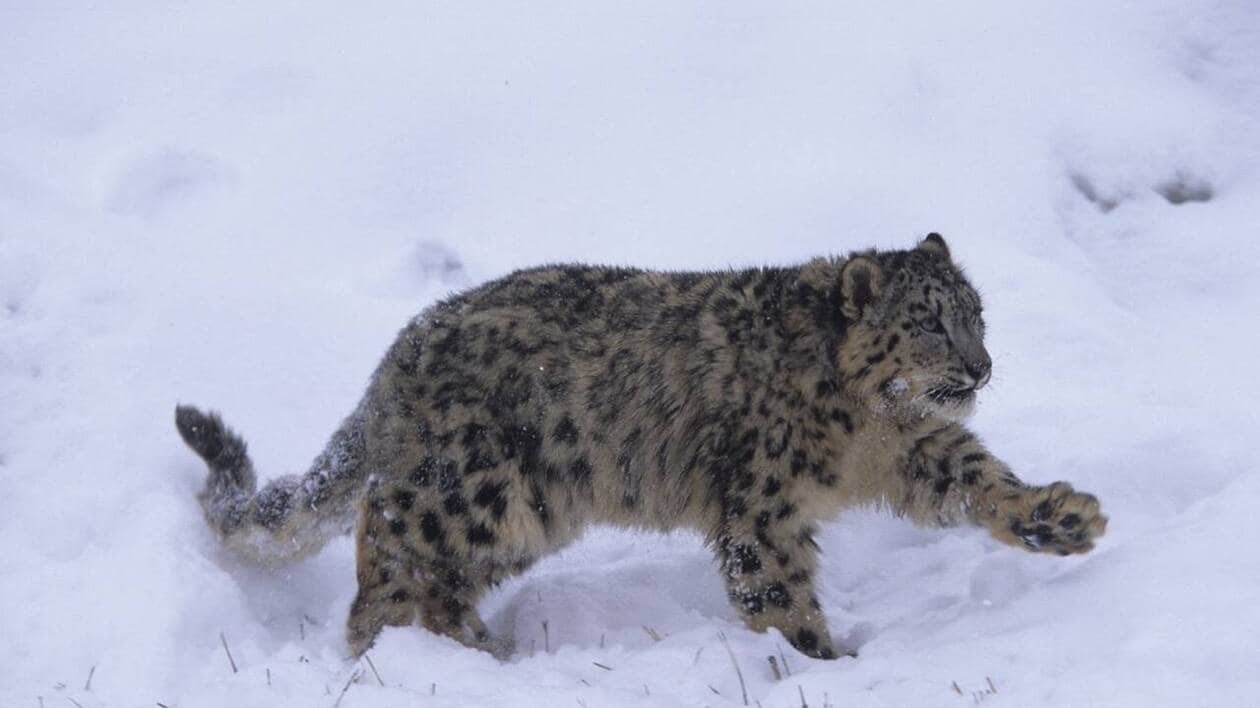 Il filme un groupe de quatre léopards des neiges dans le nord du Pakistan, une observation rarissime