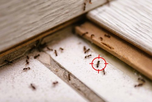 Ce piège maison élimine les fourmis en quelques heures avec seulement deux ingrédients du placard