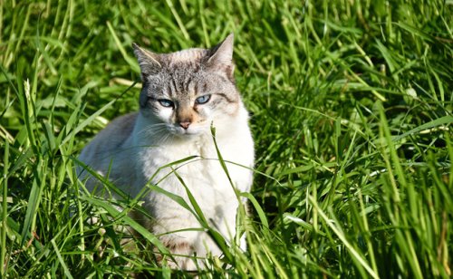 Vomissements du chat : 8 causes possibles