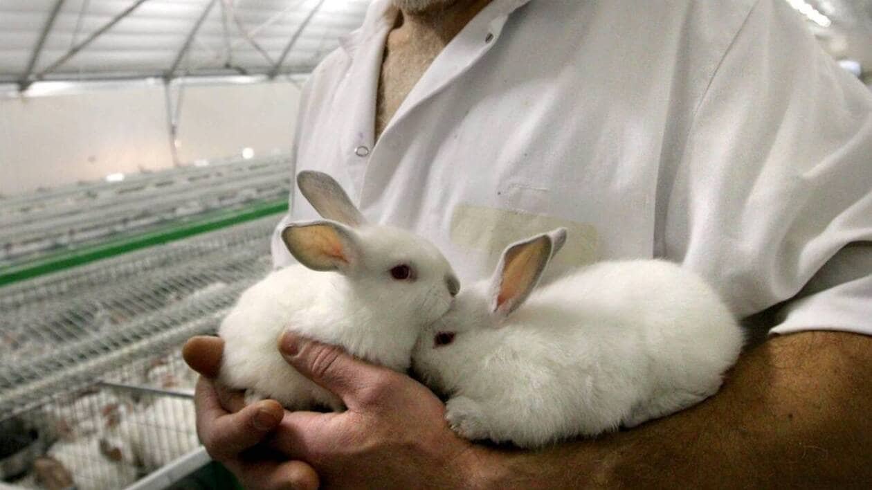 Avec l’abandon progressif de la cage, les éleveurs de lapins veulent reprendre du poil de la bête