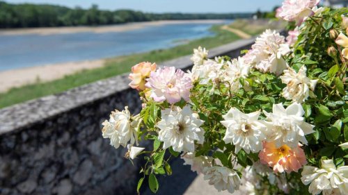 REPORTAGE. Cette petite ville d’Anjou, cité de la rose, se pare de millions de fleurs en été