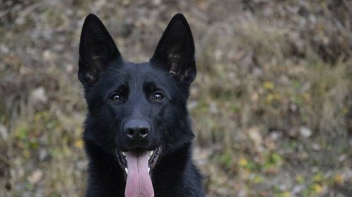 « On est sous le choc » : une chienne volée en pleine rue à Lyon par trois hommes armés