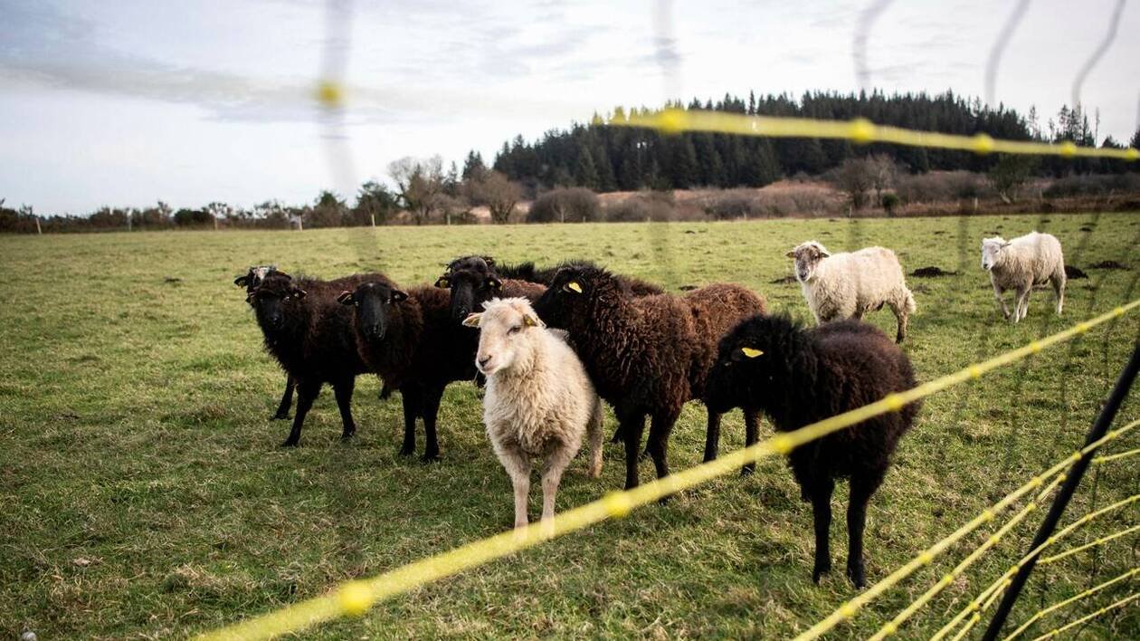 Loup : « Les chiens errants attaquent eux aussi les troupeaux, faut-il pour autant les éradiquer ? »