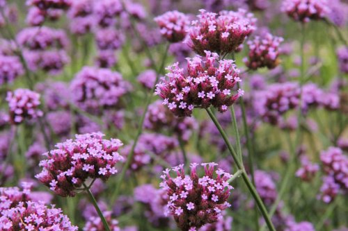Ces 4 plantes increvables adorent la chaleur, fleurissent sans effort et se multiplient en un clin d’œil
