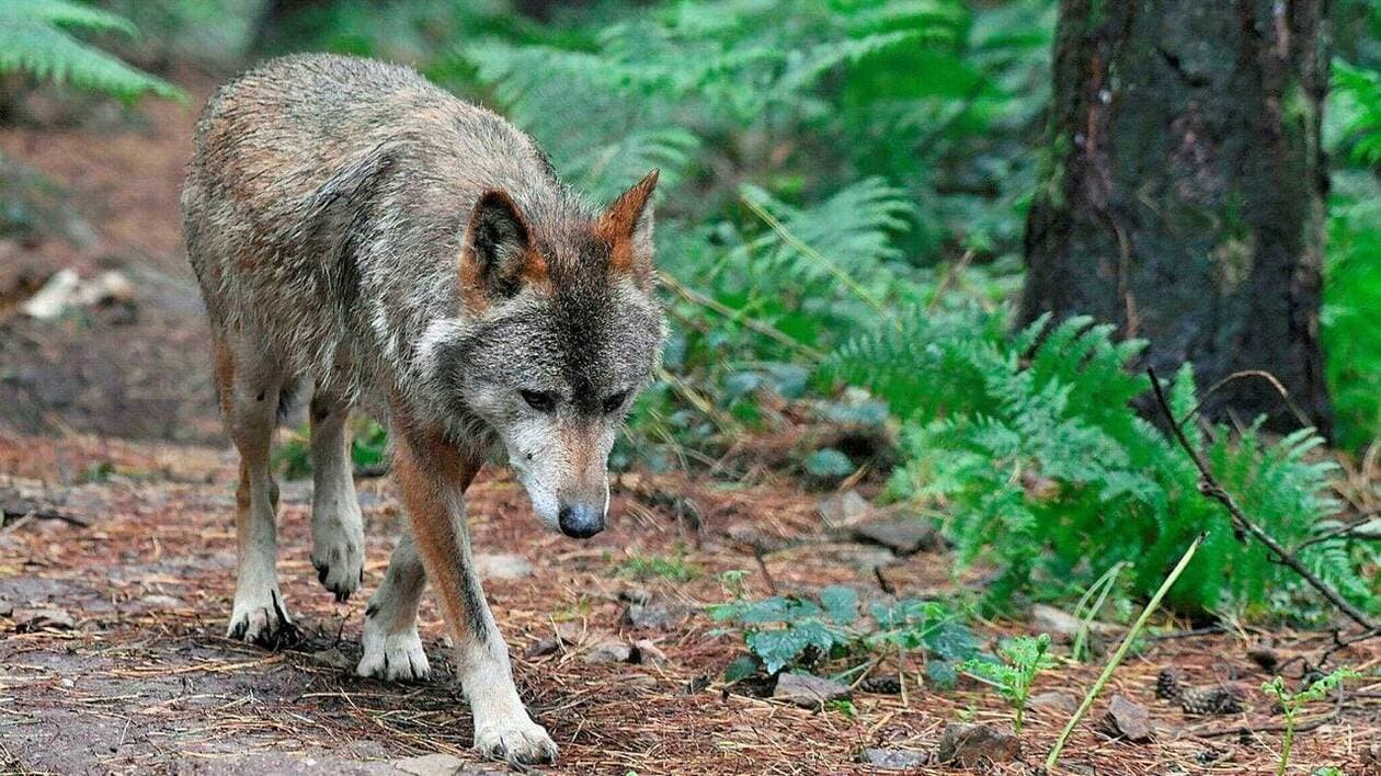 Les éleveurs pourront bientôt tirer plus facilement sur des loups pour défendre les troupeaux