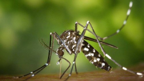 Faut-il suspendre la campagne de vaccination contre le chikungunya à La Réunion et à Mayotte ?