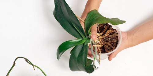 4 astuces de grand-mère pour sauver une orchidée d'une mort certaine !