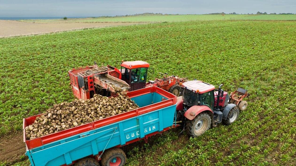 « Nous n’avons pas d’alternatives efficaces » : les betteraviers réclament l’acétamipride, l’insecticide inter