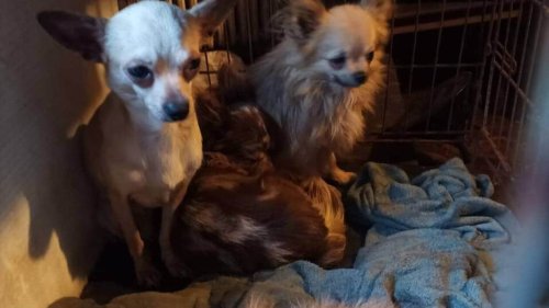 Jugée pour mauvais traitements sur 170 chiens et 39 chevaux à Treillières : un an avec sursis requis