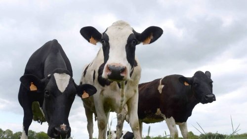 Élevage bovin : « Bientôt, on pourrait manquer de lait »