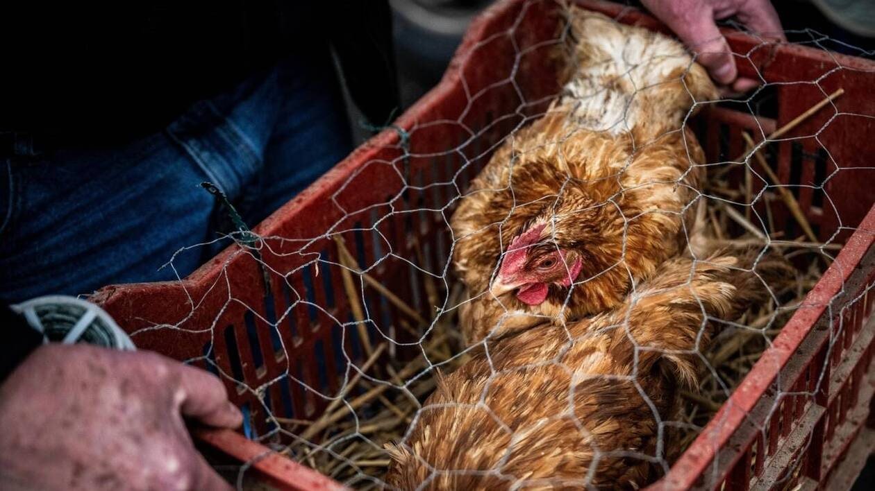 Sauver la vie d’une poule en l’adoptant : trois points de distributions en Ille-et-Vilaine