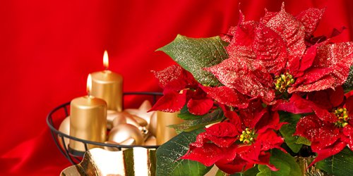 5 idées de fleurs pour agrémenter sa décoration de Noël