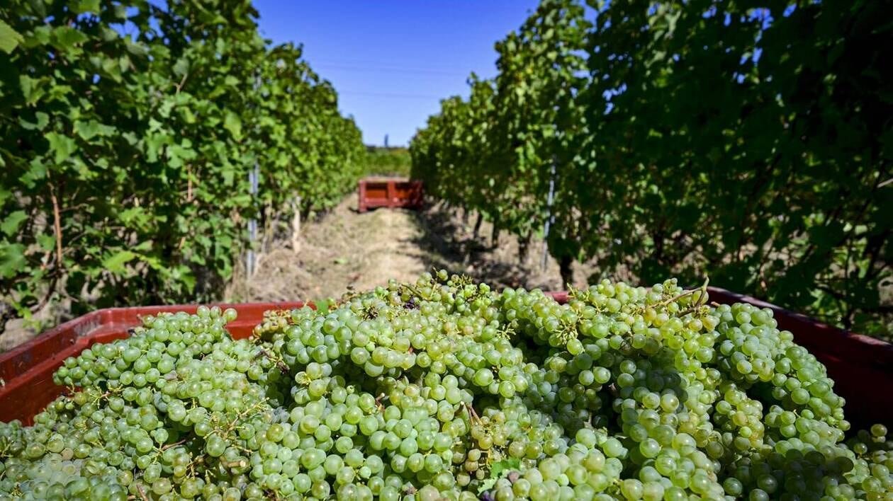 ENTRETIEN. Droits de douane : les vignerons français « déçus » de l’attitude de l’Europe
