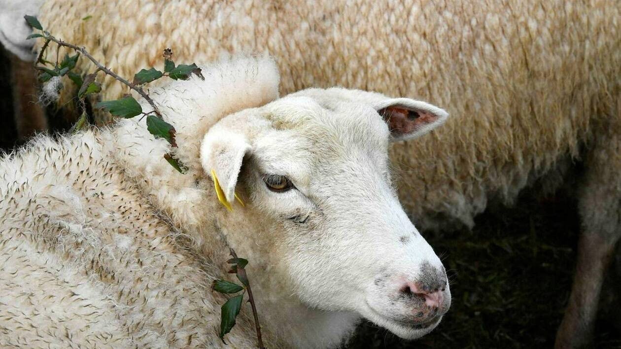 « Un phénomène exponentiel », des cas de fièvre catarrhale ovine avérés dans le Calvados et l’Orne