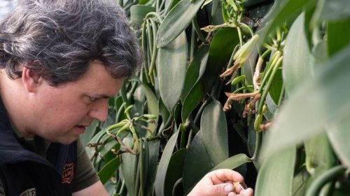 REPORTAGE. La vanille s’épanouit sous les serres de ces maraîchers en Bretagne