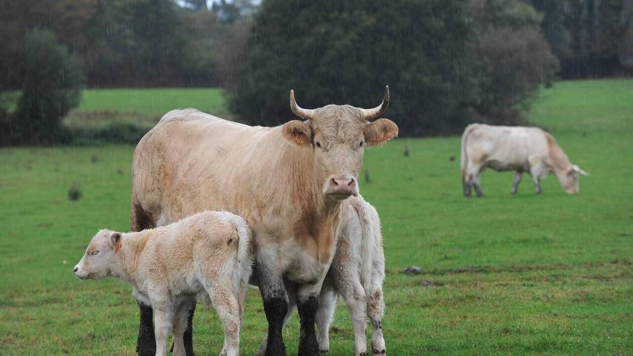 En Normandie, un plan de relance pour les bovins
