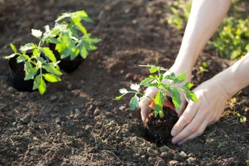 Ne plantez pas vos tomates sans avoir fait ça : voici comment préparer votre sol pour une récolte exceptionnelle