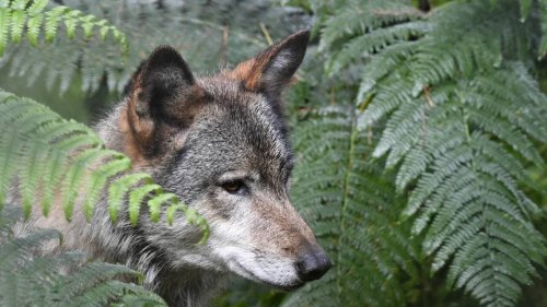 Un loup aurait été observé deux fois dans le Finistère au mois de janvier