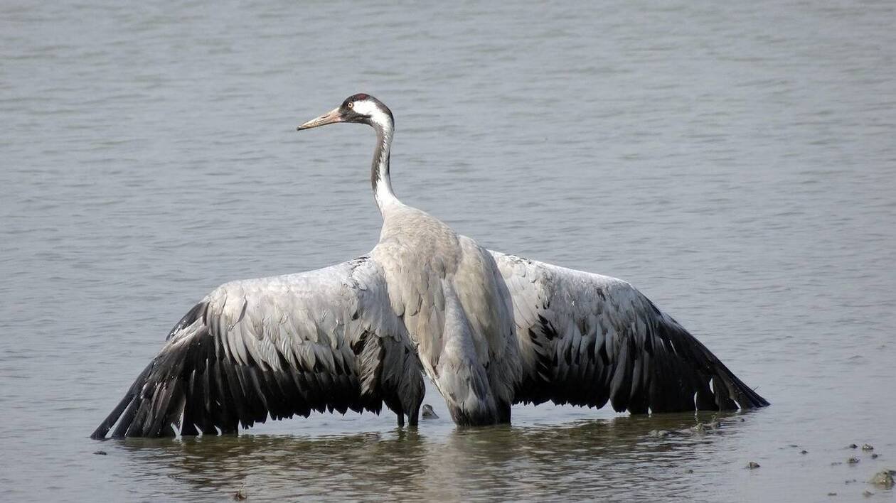 Grippe aviaire. L’Aube durcit ses mesures et interdit plusieurs activités de plein air