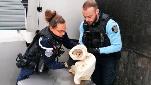 Une chouette coincée sous un amas de matériaux a été sauvée par les gendarmes du Finistère