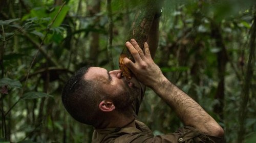 Morsures, plantes toxiques… Cet explorateur va dévoiler ses secrets pour survivre dans la jungle