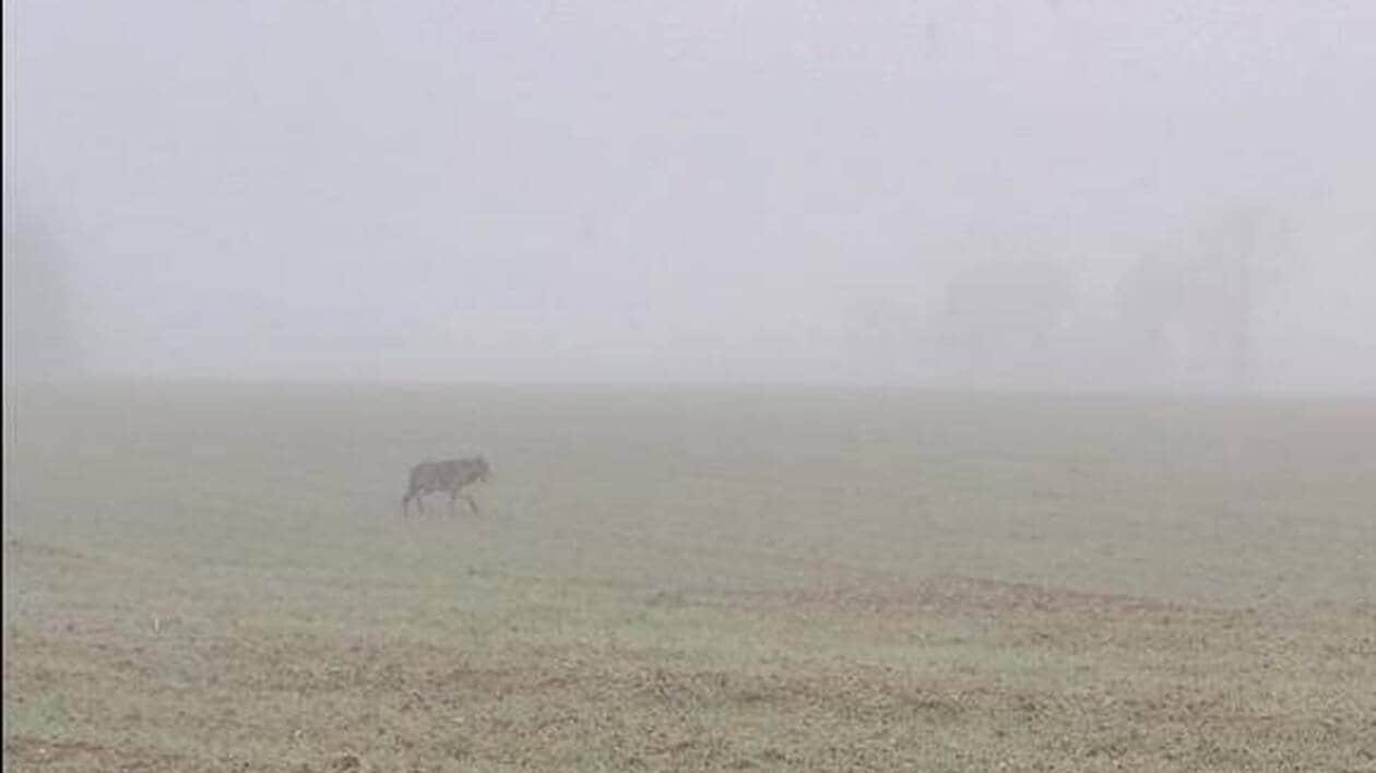 Un loup a-t-il été aperçu dans cette commune au nord de Rennes ?