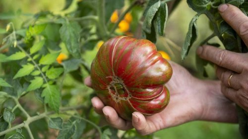 Voici comment pincer les pieds de tomate pour avoir une belle récolte tout l'été