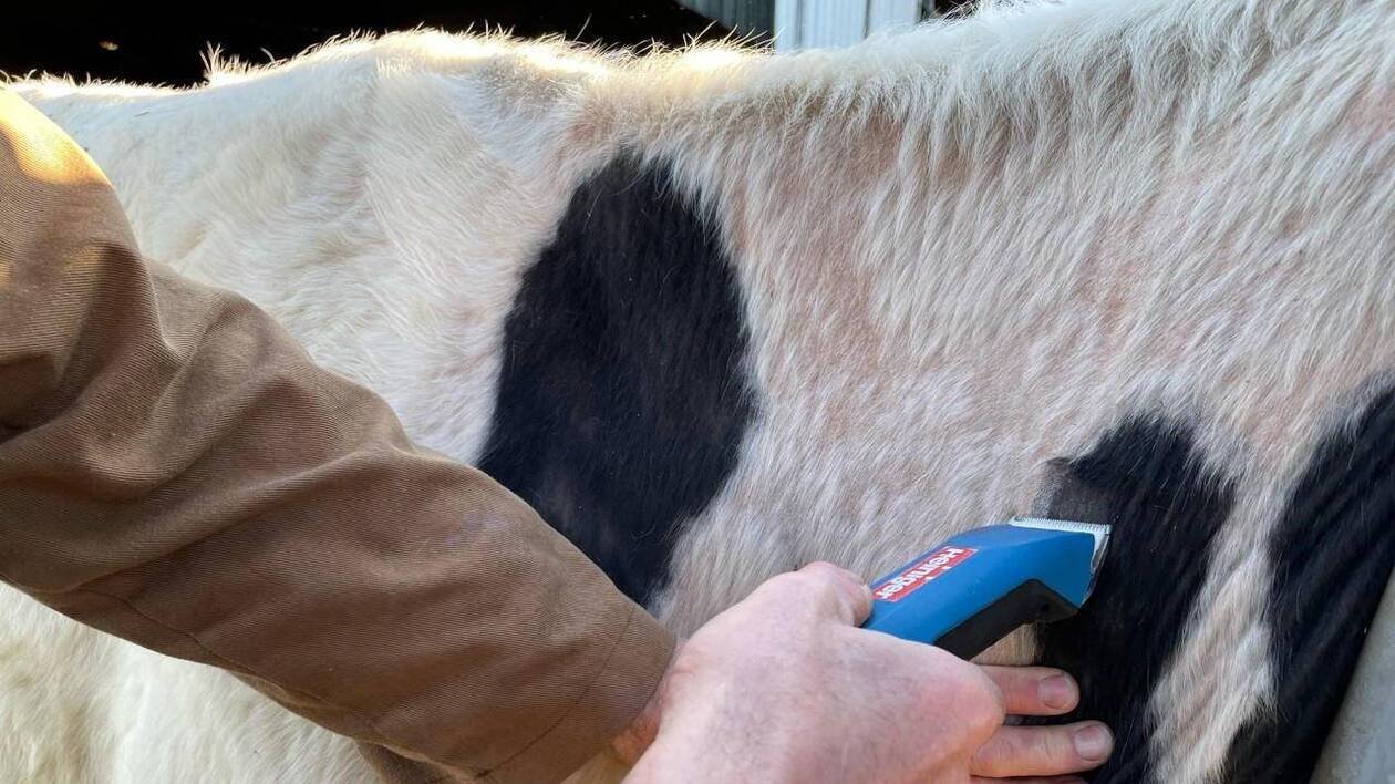 Lutte contre la tuberculose bovine : un élevage visé par une opération de la préfecture du Calvados
