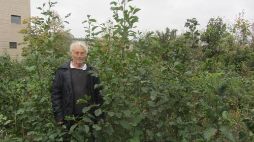 Plantée il y a dix mois, cette mini-forêt à Angers grandit sous l’œil d’habitants, gardiens des lieux