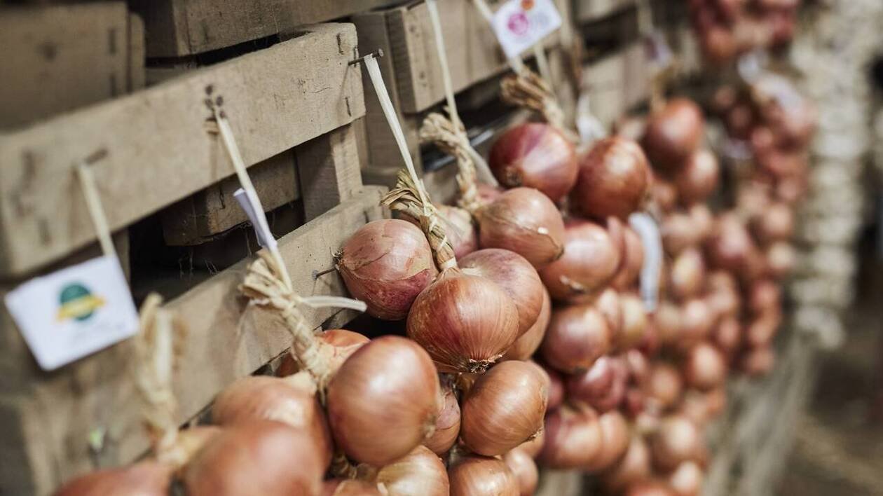 Qui étaient les Johnnies, agriculteurs et grands voyageurs bien connus à Roscoff ?