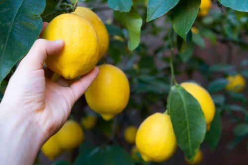 Un simple détail suffit à savoir si votre citronnier donnera des citrons cette année… Voici comment le repérer