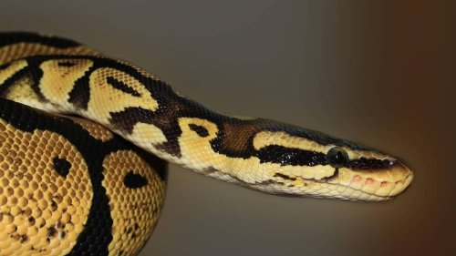 Il abandonne son python sur une aire de pique-nique : « Vraiment trop nul de faire ça »