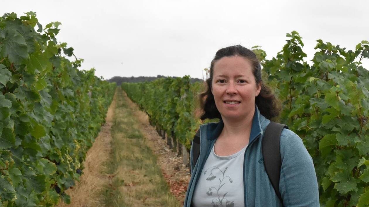 REPORTAGE. Les vignerons d’Anjou Saumur mobilisés contre « la maladie qui grille les grappes »