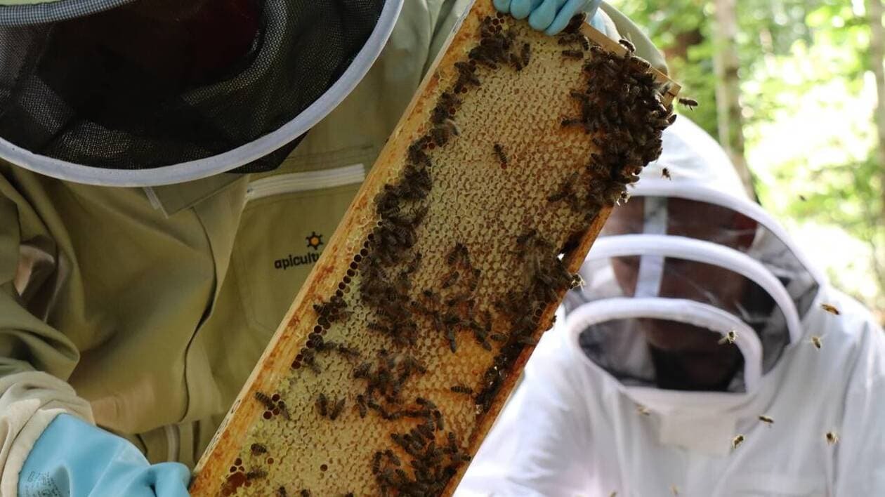 Cet été, dans la région de Saumur, on peut s’initier à l’apiculture