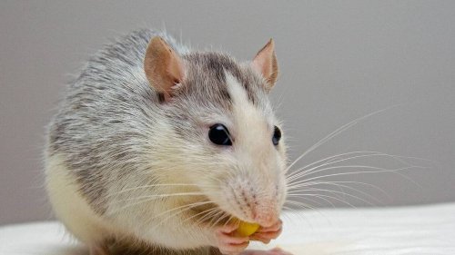 « Ils sont partout ! » : à Marseille, des rats ont envahi les salles de classe de deux écoles