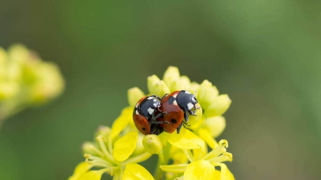 Pollution : « Rendez-nous nos coccinelles, papillons, sauterelles… »