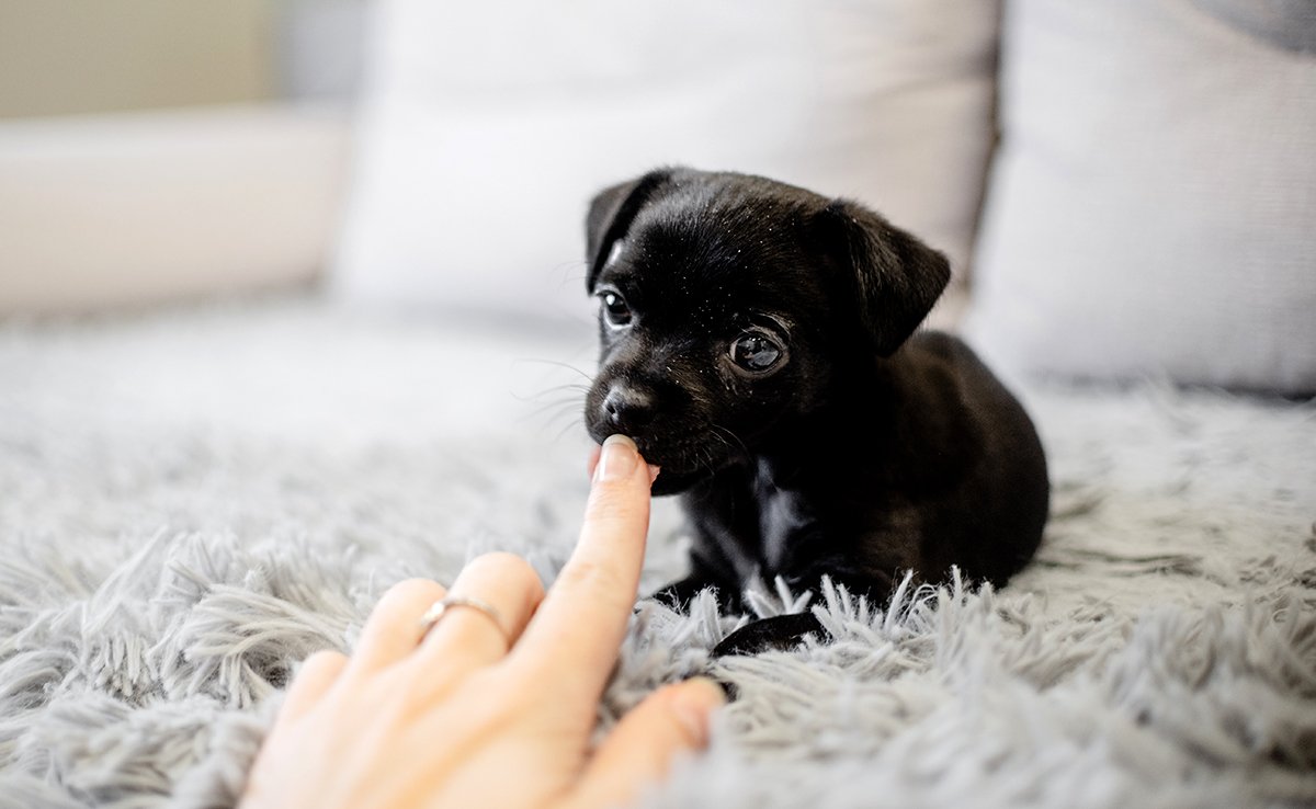 8 compétences de base à apprendre à son chiot !