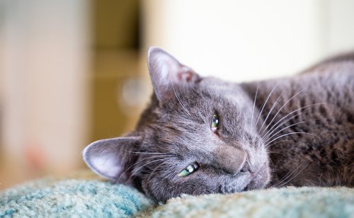 Hypervitaminose A chez le chat : causes, symptômes, traitements et prévention