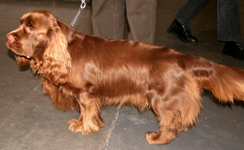 Sussex Spaniel : caractère, éducation, santé, prix | Race de chien