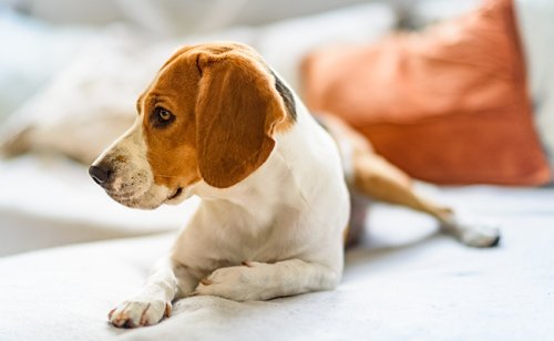 Les chiens peuvent sentir le cancer : vrai ou faux ?