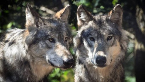 Contre le loup, les éleveurs des Landes pourront obtenir des clôtures et des chiens de protection