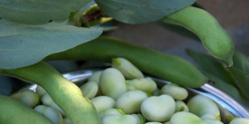Fève : semis, culture, entretien et récolte