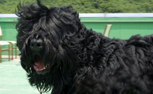 Terrier Noir Russe : caractère, éducation, santé, prix | Race de Chien