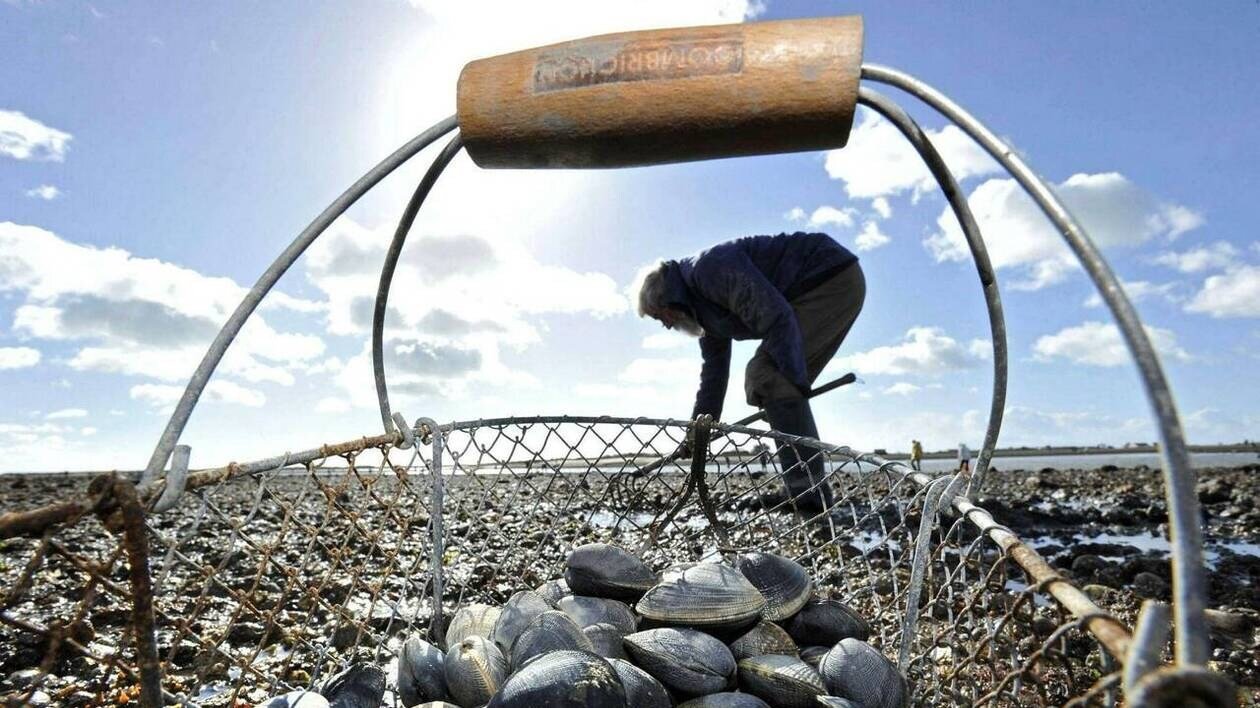 Pêche à pied : une algue toxique restreint le ramassage des coquillages en Loire-Atlantique